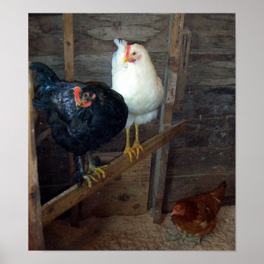3 Little Hens Poster (Vorne)