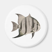 3 Logo "Spadefish" Magnet (Vorne)