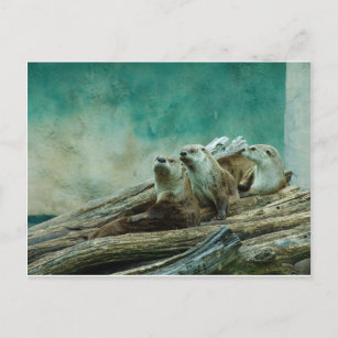 3 lustige Otter in einem schönen Hintergrund Postkarte