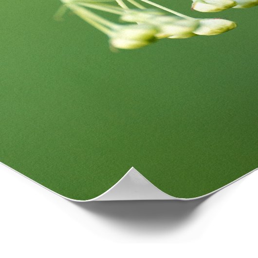 3 Monarchen-Raupen auf Milchkraut Poster (Ecke)