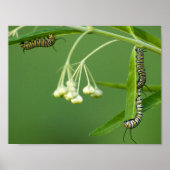 3 Monarchen-Raupen auf Milchkraut Poster (Vorne)