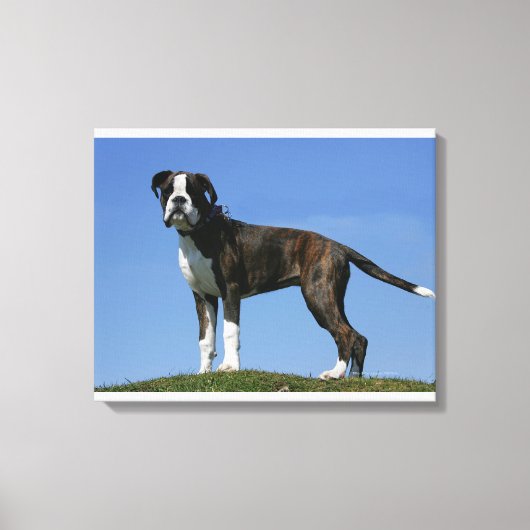 3 Monate alter Boxer Welpe Leinwanddruck (Vorderseite)
