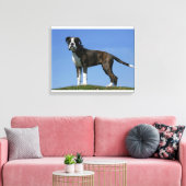 3 Monate alter Boxer Welpe Leinwanddruck (Insitu (Wohnzimmer))