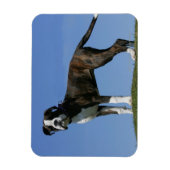 3 Monate alter Boxer Welpe Magnet (Vertikal)