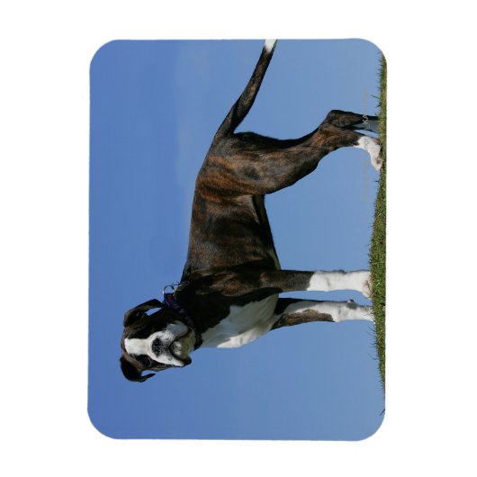 3 Monate alter Boxer Welpe Magnet (Vertikal)