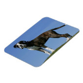 3 Monate alter Boxer Welpe Magnet (Linke Seite)