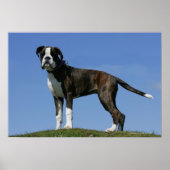 3 Monate alter Boxer Welpe Poster (Vorne)