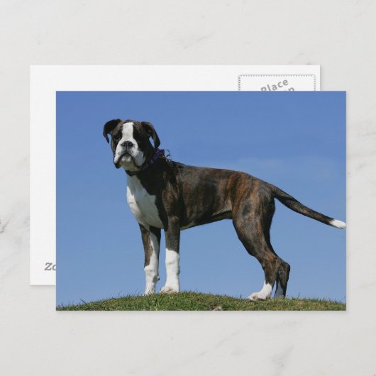 3 Monate alter Boxer Welpe Postkarte (Vorne/Hinten)