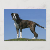 3 Monate alter Boxer Welpe Postkarte (Vorderseite)
