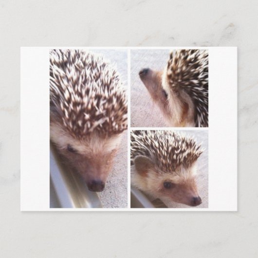 3 Nahe Ups, Spike Postkarte (Vorderseite)