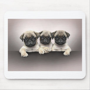 3 niedlicher Mops Pippies Mousepad