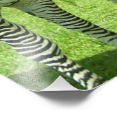 3 Niedliches Zebras Fotodruck (Ecke)