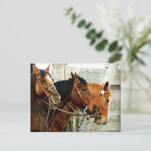 3 Pferdeköpfe Postkarte (Stehend Vorderseite)