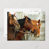 3 Pferdeköpfe Postkarte (Vorne/Hinten)