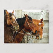 3 Pferdeköpfe Postkarte (Vorderseite)