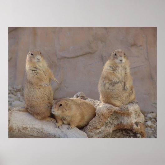 3 Rascals Poster (Vorne)