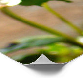 3 Rose im Bloom-Poster Poster (Ecke)