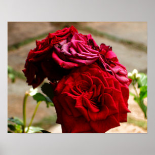 3 Rose im Bloom-Poster Poster