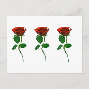 3 Rote Rosen - Rose personalisieren Postkarte