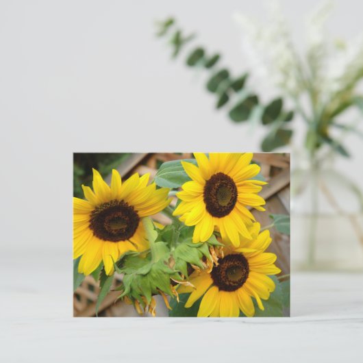 3 Sonnenblumen Postkarte (Stehend Vorderseite)