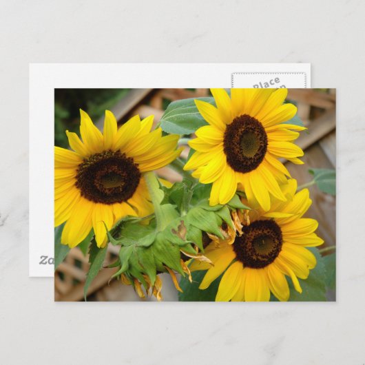 3 Sonnenblumen Postkarte (Vorne/Hinten)