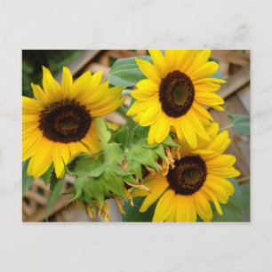 3 Sonnenblumen Postkarte