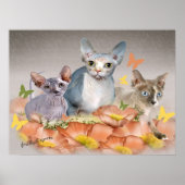 3 Sphynx-Kätzchen Poster (Vorne)