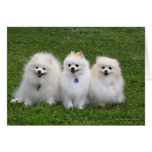 3 Spitz-Sitzen