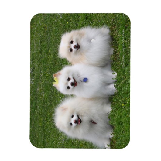 3 Spitz Sitzen Magnet (Vertikal)