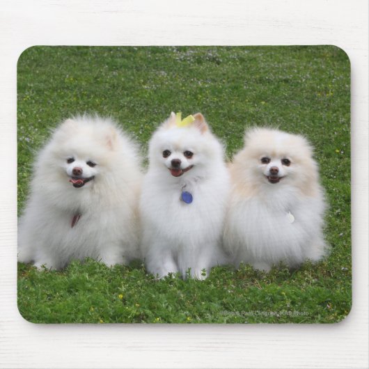 3 Spitz-Sitzen Mousepad (Vorne)