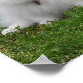 3 Spitz Sitzen Poster (Ecke)