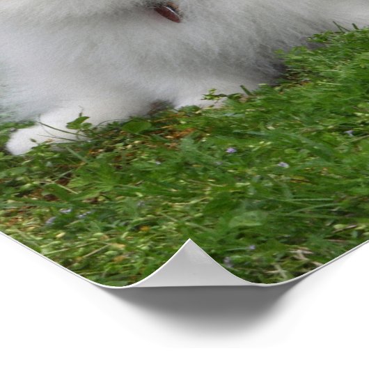 3 Spitz Sitzen Poster (Ecke)