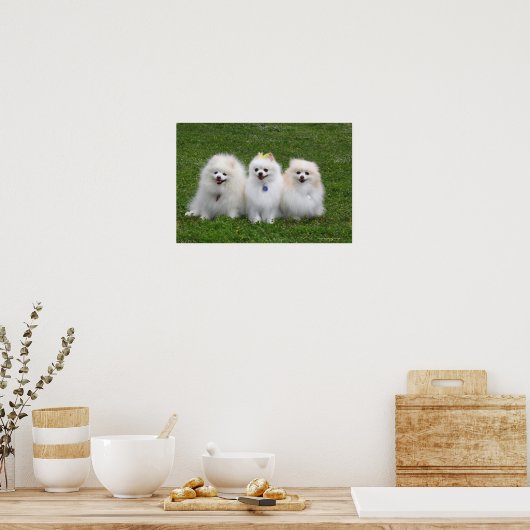 3 Spitz Sitzen Poster (Küche)