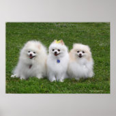 3 Spitz Sitzen Poster (Vorne)