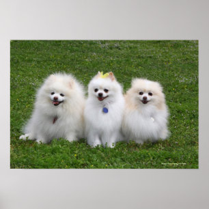 3 Spitz Sitzen Poster