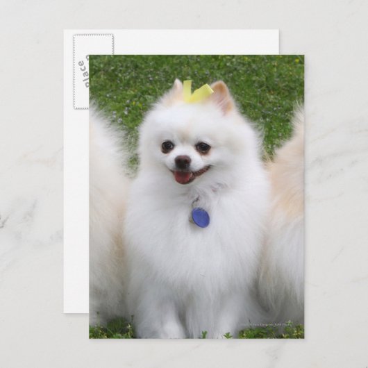 3 Spitz Sitzen Postkarte (Vorne/Hinten)