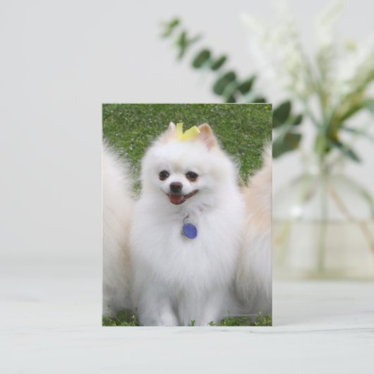 3 Spitz Sitzen Postkarte (Stehend Vorderseite)