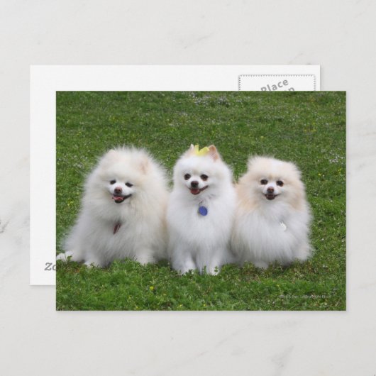 3 Spitz Sitzen Postkarte (Vorne/Hinten)