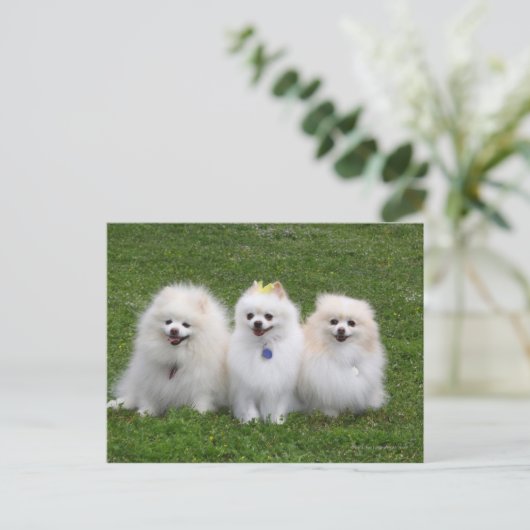 3 Spitz Sitzen Postkarte (Stehend Vorderseite)