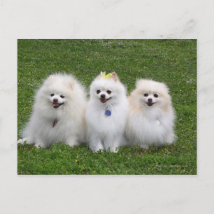 3 Spitz Sitzen Postkarte