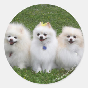 3 Spitz Sitzen Runder Aufkleber