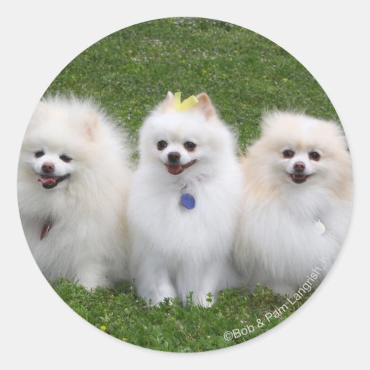 3 Spitz Sitzen Runder Aufkleber (Vorderseite)