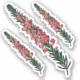 3 Sprigs von Cornish Heath (Erica vagans) - Contou Aufkleber