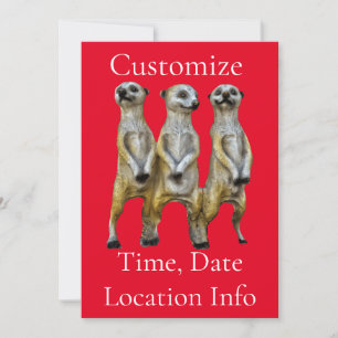 3 Stehend Meerkats Thunder_Cove Einladung