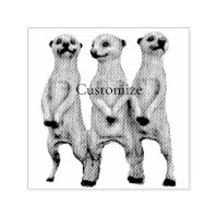 3 Stehend Meerkats Thunder_Cove