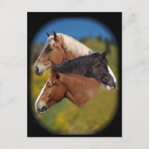 3 Stuhlköpfe Postkarte