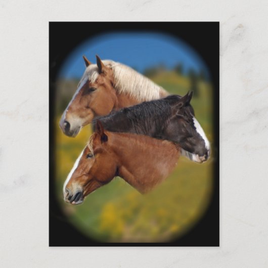 3 Stuhlköpfe Postkarte (Vorderseite)