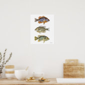 3 Sunfish Poster (Küche)