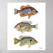 3 Sunfish Poster (Vorne)