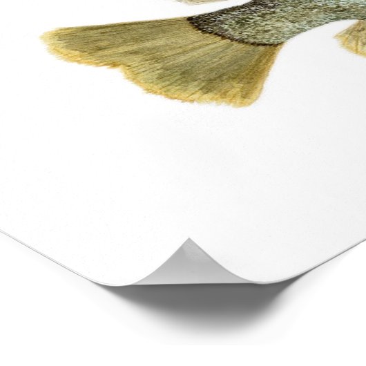 3 Sunfish Poster (Ecke)